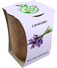 Lavender