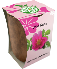 Wild-Rose