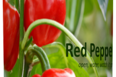 RedPepper Can1a